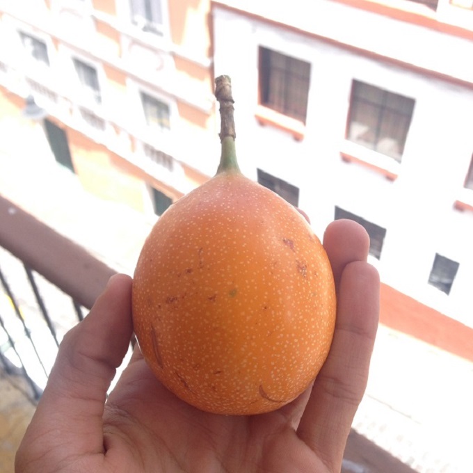 Granadilla1