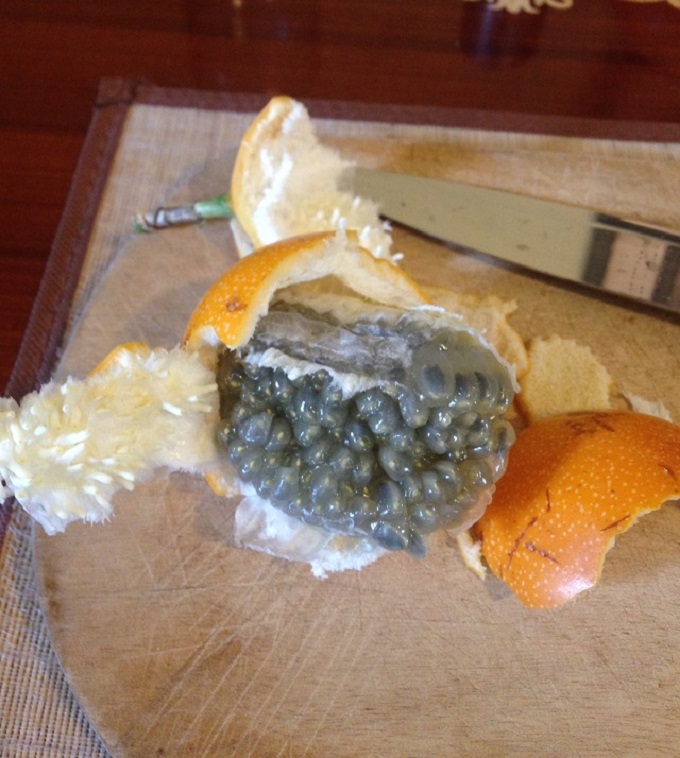 Granadilla2