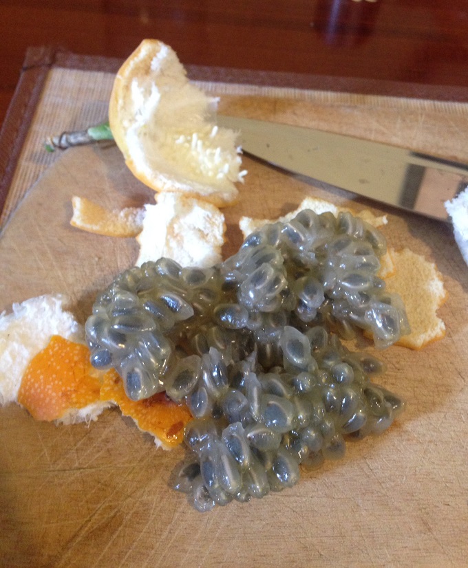 Granadilla3