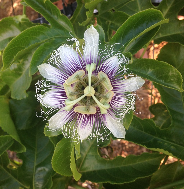 PassionFruitFlower