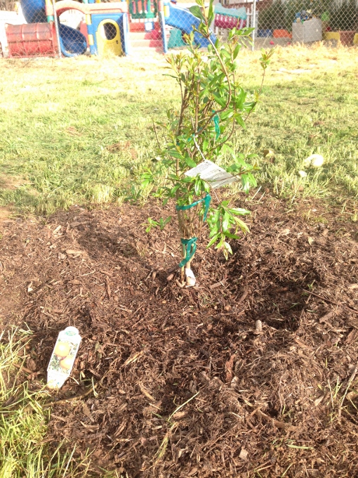 PomegranateTree