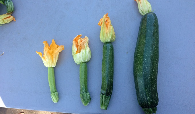 Zucchini Timeline